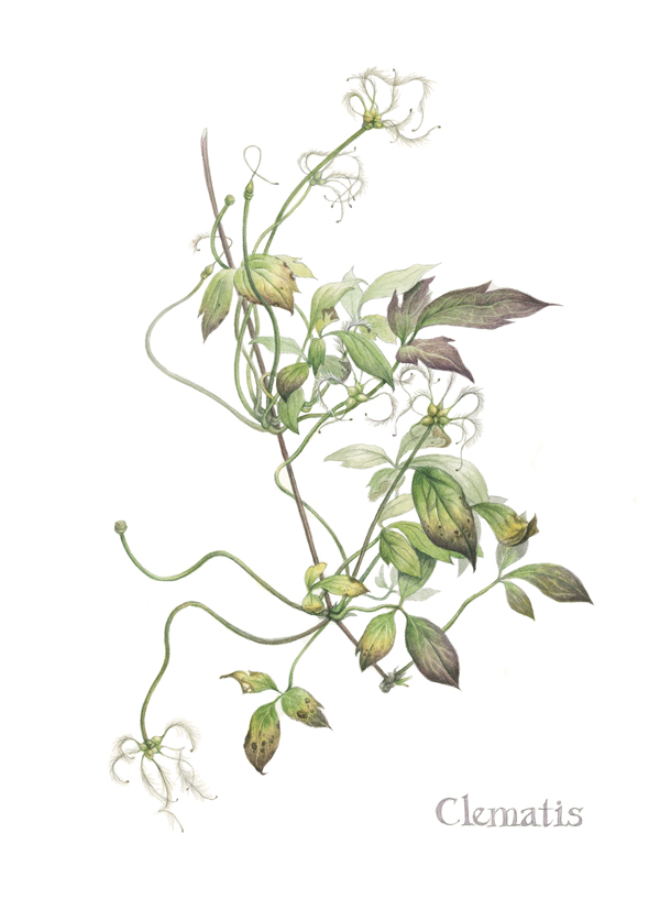 Clematis, a watercolor by Ruth Councell